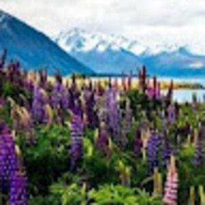 Meet your Posher, Daisy